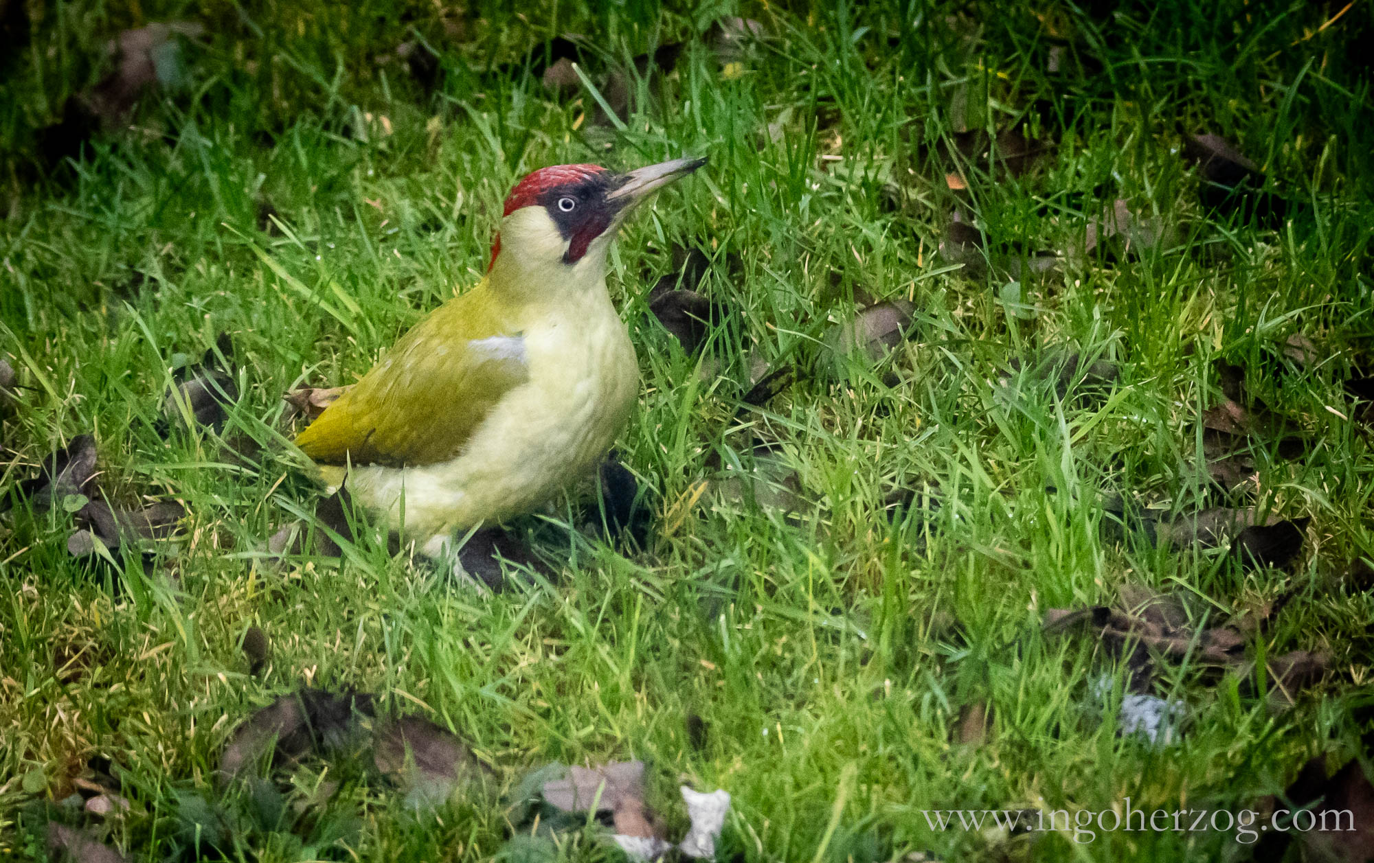 Vogelbeobachtung im Herbst im eigenen Garten